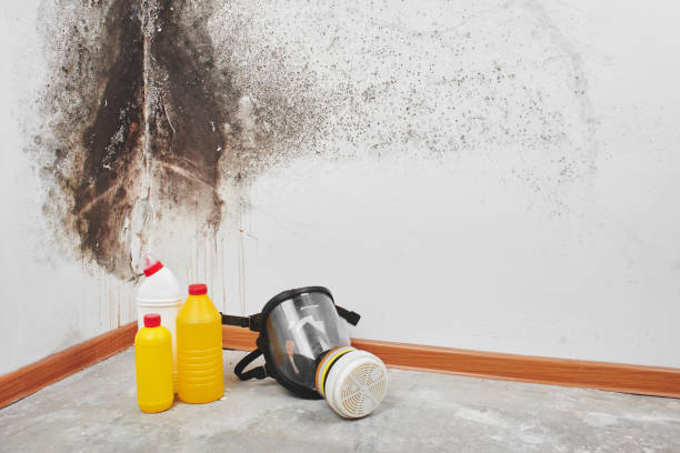 Best Mold Damage Repair  in Elmira, NY