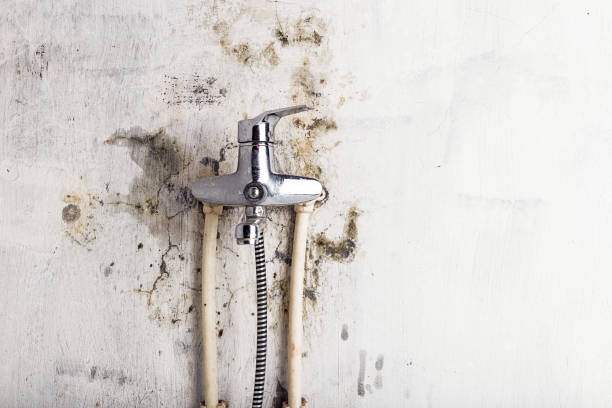 Best Mold Cleaning Services  in Elmira, NY