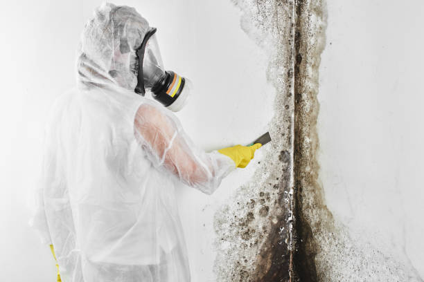 Best Black Mold Removal  in Elmira, NY