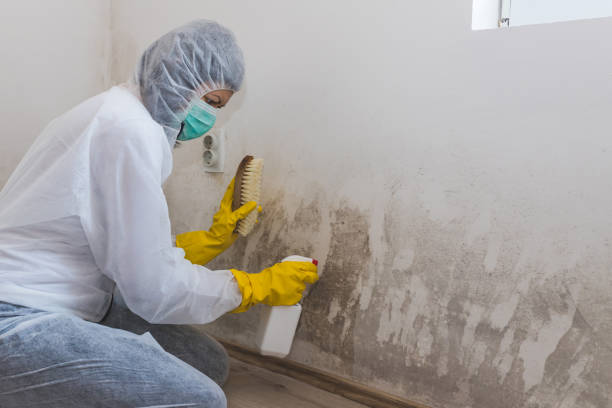 Best Fast Mold Removal  in Elmira, NY