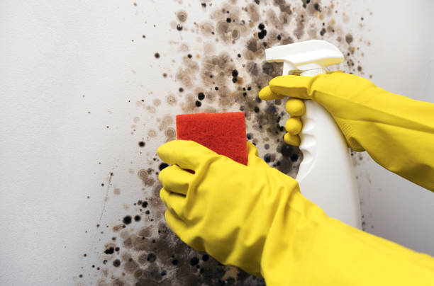 Best Commercial Mold Removal  in Elmira, NY