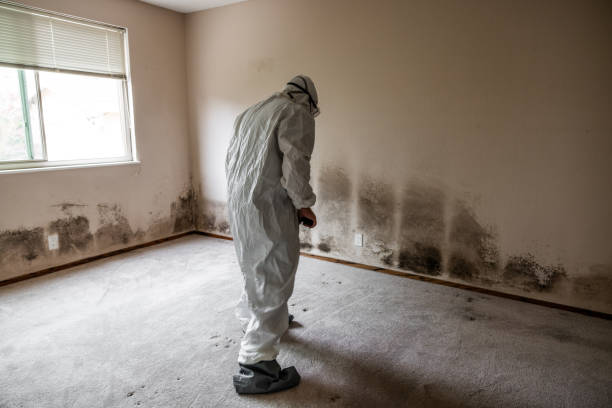 Certified Mold Removal in Elmira, NY