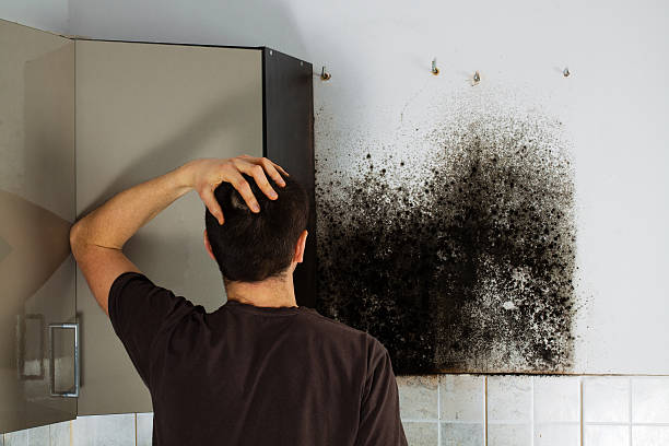 Mold Removal and Inspection in Elmira, NY