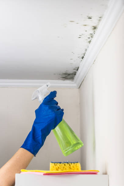 Best Certified Mold Removal  in Elmira, NY