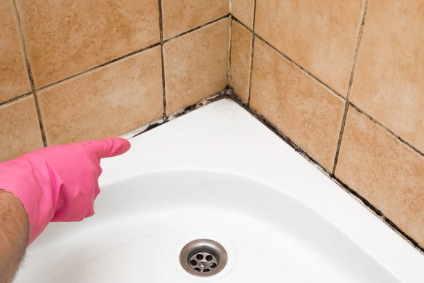 Best Residential Mold Removal  in Elmira, NY